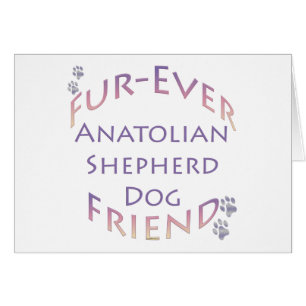 Anatolische herdershond Furever