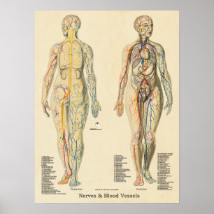 Anatomaire Chart Arteries Veins Nerves  Poster