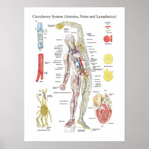 Anatomaire circulatoire grafiek Arteries Veins Lym Poster