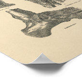  anatomie 1880 afdrukken poster (Hoek)