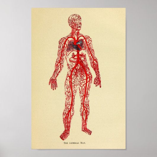  anatomie 1920-arteriekunst afdrukken poster (Voorkant)
