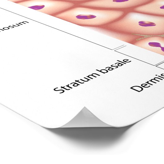 Anatomie 3d de l'épiderme Poster (Coin)