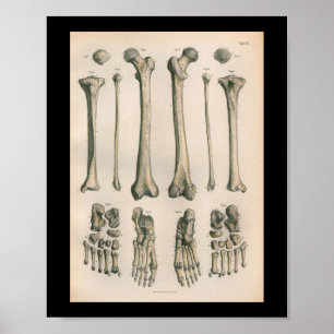 anatomie Afdrukbeen Botten Poster