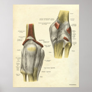anatomie AfdrukBotten knie Poster