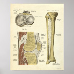  anatomie AfdrukBotten knie Poster