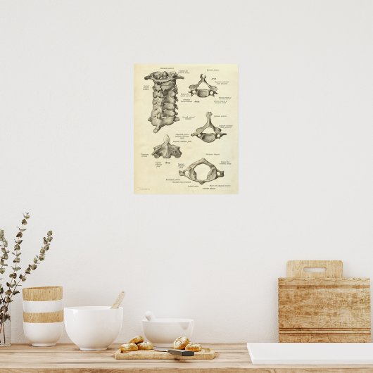 anatomie Afdrukken Botten Baarwervel Poster (Keuken)