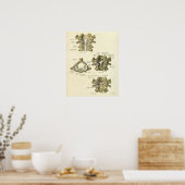  anatomie Afdrukken Botten Baarwervelkolom Poster (Keuken)