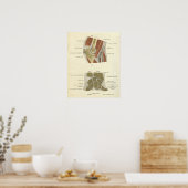 anatomie Afdrukken Botten Elbow Wrist Joints Poster (Keuken)