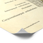 anatomie Afdrukken Botten Elbow Wrist Joints Poster (Hoek)