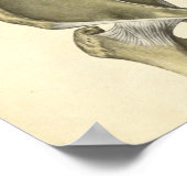 anatomie Afdrukken Botten Pelvis Poster (Hoek)