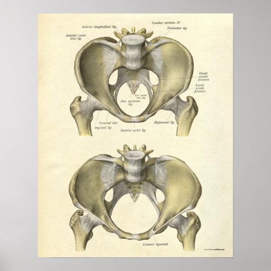 anatomie Afdrukken Botten Pelvis Poster (Voorkant)