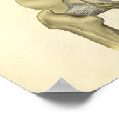  anatomie Afdrukken Botten Pelvis Poster (Hoek)