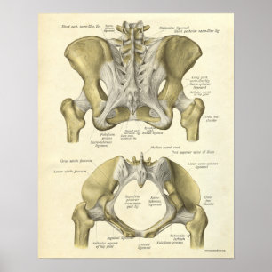  anatomie Afdrukken Botten Pelvis Poster