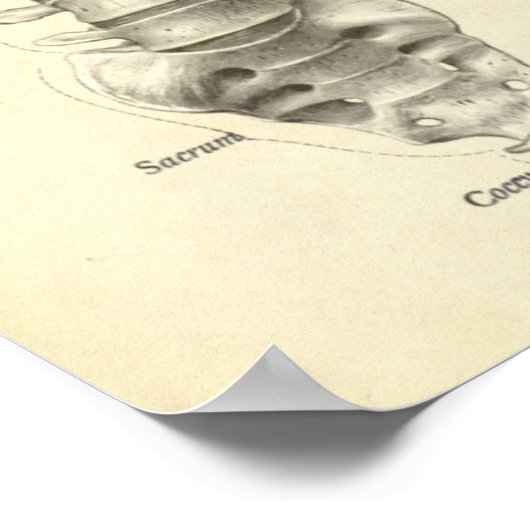  anatomie Afdrukken Botten Spinale kolom Poster (Hoek)