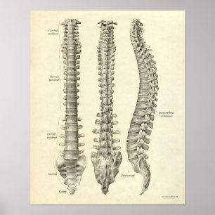  anatomie Afdrukken Botten Spinale kolom Poster