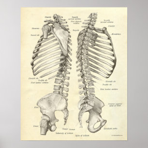 anatomie Afdrukken Botten Spinale kolom Poster