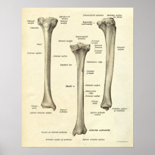  anatomie Afdrukken Botten Tibia Poster