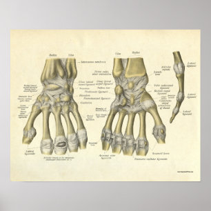 anatomie Afdrukken Botten van handpols Poster