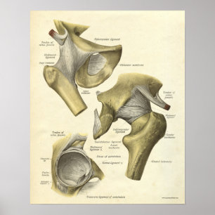  anatomie Afdrukken Botten van Hip Joint Poster