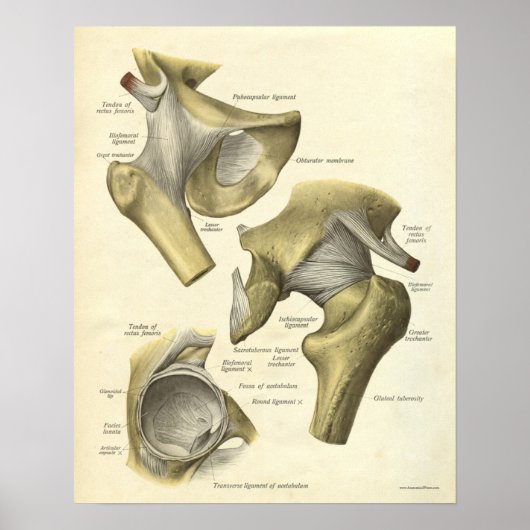  anatomie Afdrukken Botten van Hip Joint Poster (Voorkant)