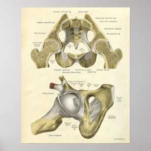 anatomie Afdrukken Botten van Hip Pelvis Poster