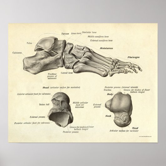 anatomie Afdrukken Botten van voet Poster (Voorkant)