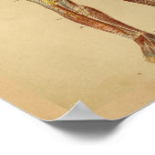 anatomie Afdrukken Hartaarten Veinen Poster (Hoek)