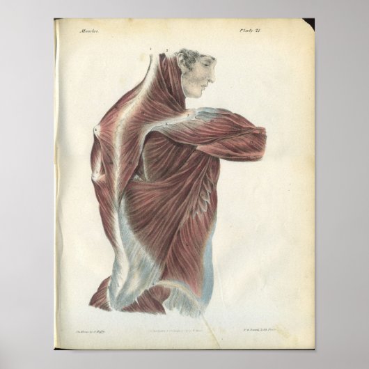 Anatomie Afdrukken op de achtergrond- en schouders Poster (Voorkant)