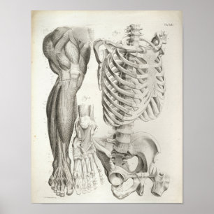  anatomie Afdrukken Skelet Spine Beenspieren Poster