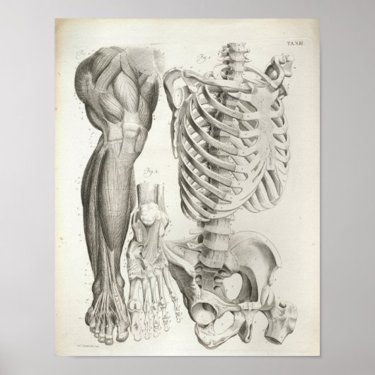  anatomie Afdrukken Skelet Spine Beenspieren Poster (Voorkant)
