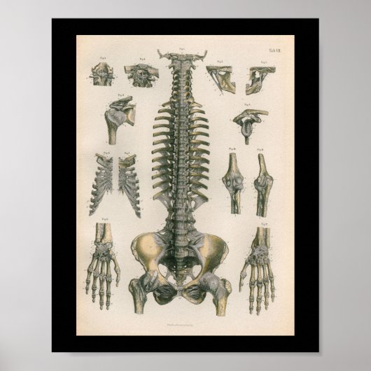 anatomie Afdrukken Spinale Botten Poster (Voorkant)
