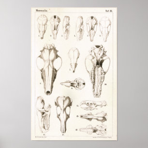 Anatomie afdrukken van mossel en shrew Skulls Vete Poster