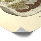 anatomie Afdrukkende Botten van ankle Poster (Hoek)