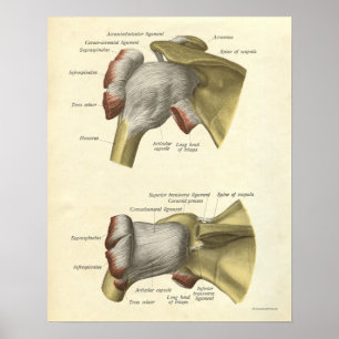 anatomie Afdrukplaat Botten Schoudergewricht Poster