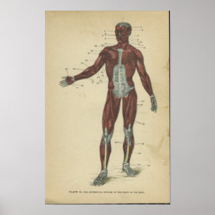  anatomie Afdrukspieren Poster