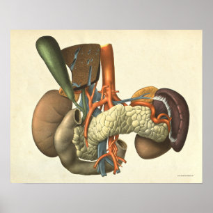 Anatomie Anatomie Poster