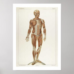 Anatomie Anterieur Poster