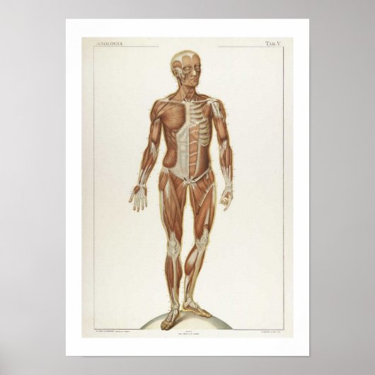 Anatomie Anterieur Poster (Voorkant)
