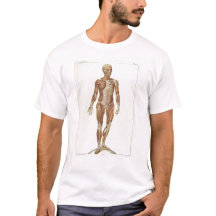 Anatomie Anterior
