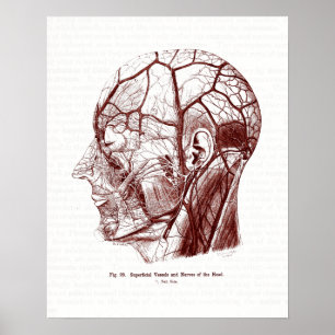 anatomie Art Nerves van het menselijk hoofd Poster