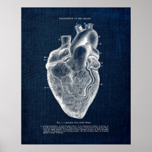 Anatomie Art nr. 1 Anterieur Uitzicht van het mens Poster