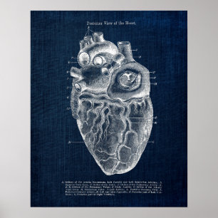 Anatomie Art nr. 2 Posterior Uitzicht of Human Hea Poster