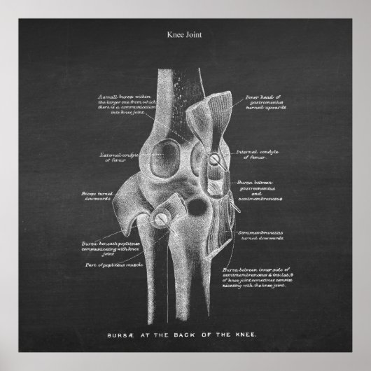 Anatomie Art nr. 5 Knee Joint Poster (Voorkant)