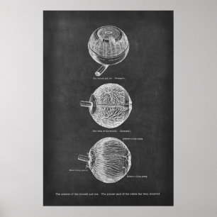 Anatomie-arteriën van de chromosoïde en de iris poster