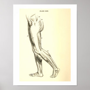 anatomie Beenspieren II Poster