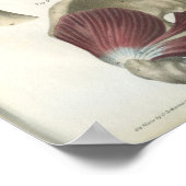 Anatomie Beklede en heupspieren Afdrukken Poster (Hoek)