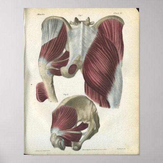 Anatomie Beklede en heupspieren Afdrukken Poster (Voorkant)