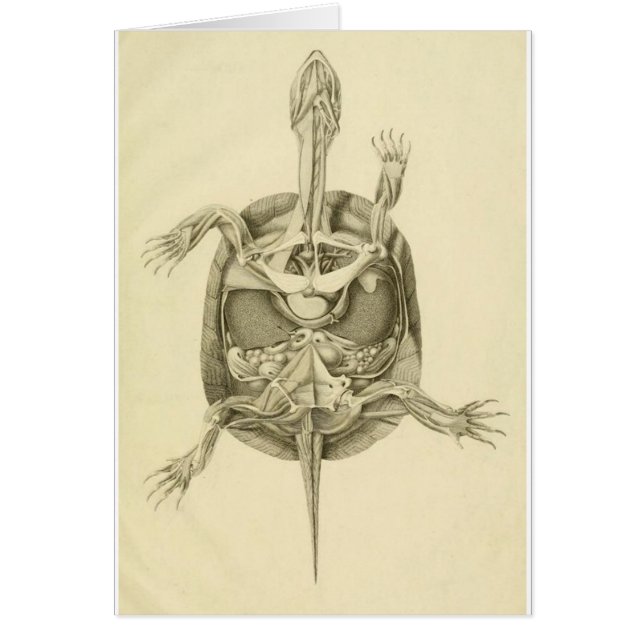 Anatomie biologique vintage de tortue (Devant)
