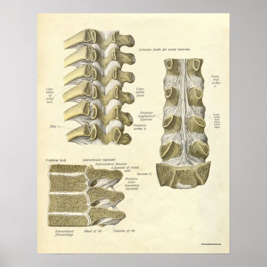 anatomie Botten thoracale wervelkolom Poster (Voorkant)