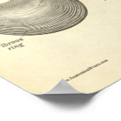  anatomie Botten thoracale wervelkolom Poster (Hoek)